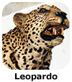 Leopardo